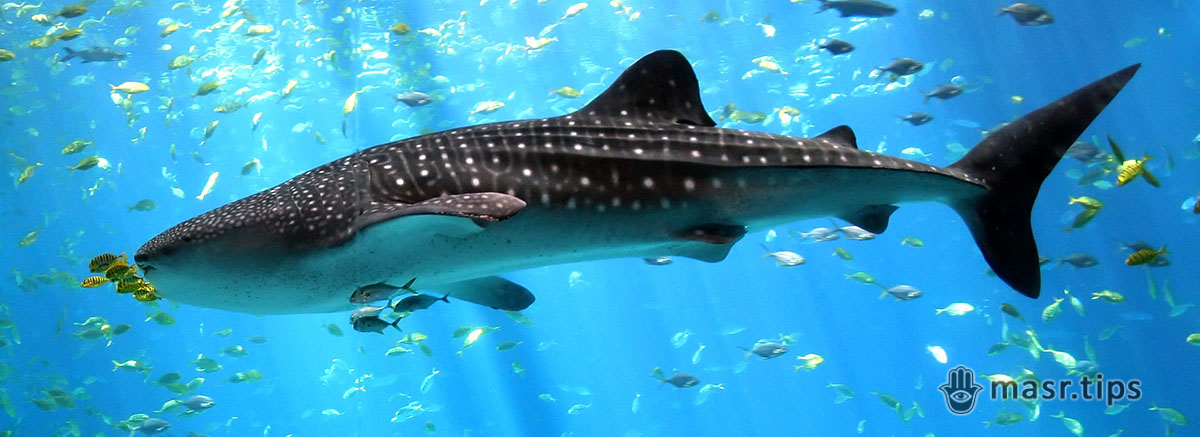 Акули Червоного моря: цікаві факти про китову акулу