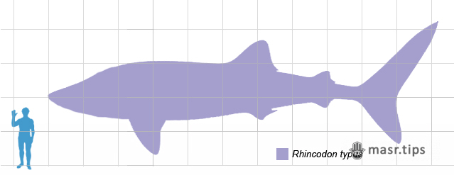 розміри китової акули