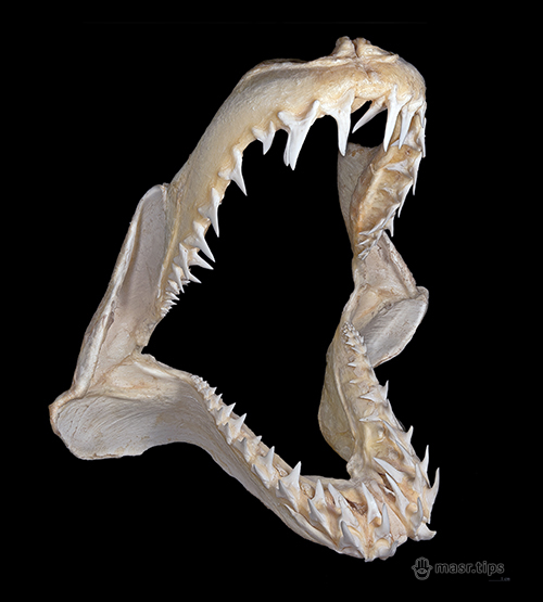 зуби акули-мако