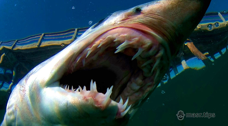 акули червоного моря