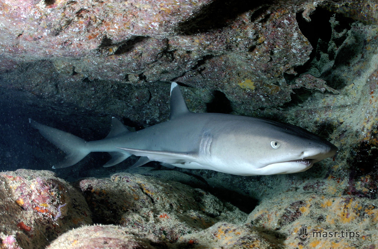 Мешканці Червоного моря: білопера рифова акула
