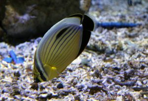 Риби Червоного моря: чорнохвоста риба-метелик, chaetodon austriacus ...