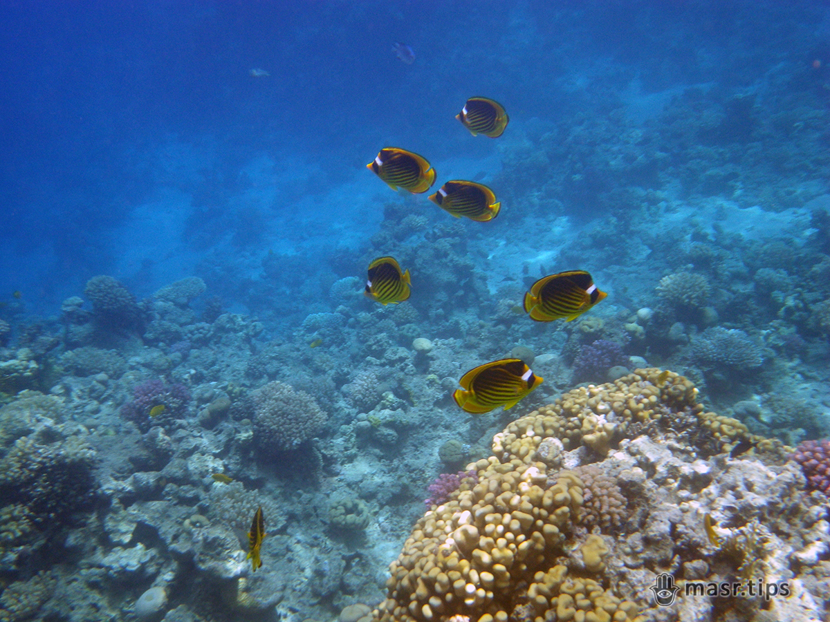риби червоного моря