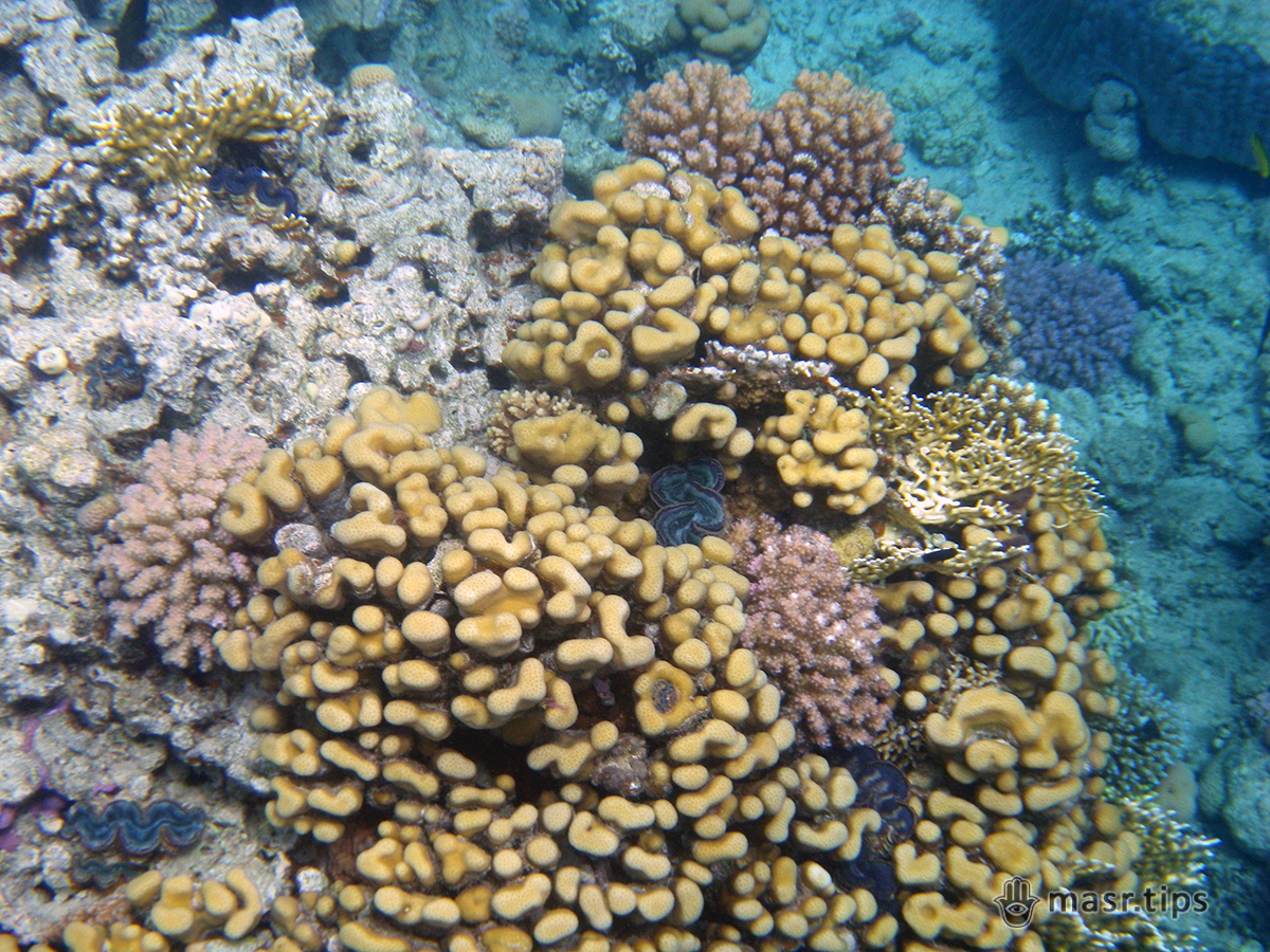 фото коралів
