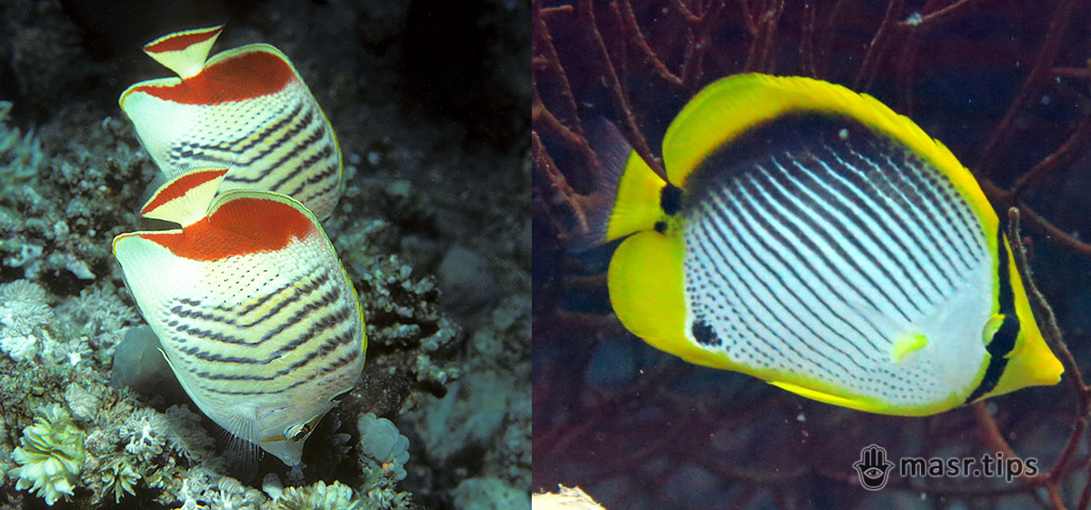 Риби-метелики: чорноспинний та червоноспинний