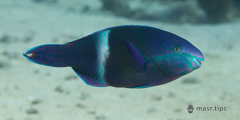 Риби-папуги Червоного моря (частина третя)